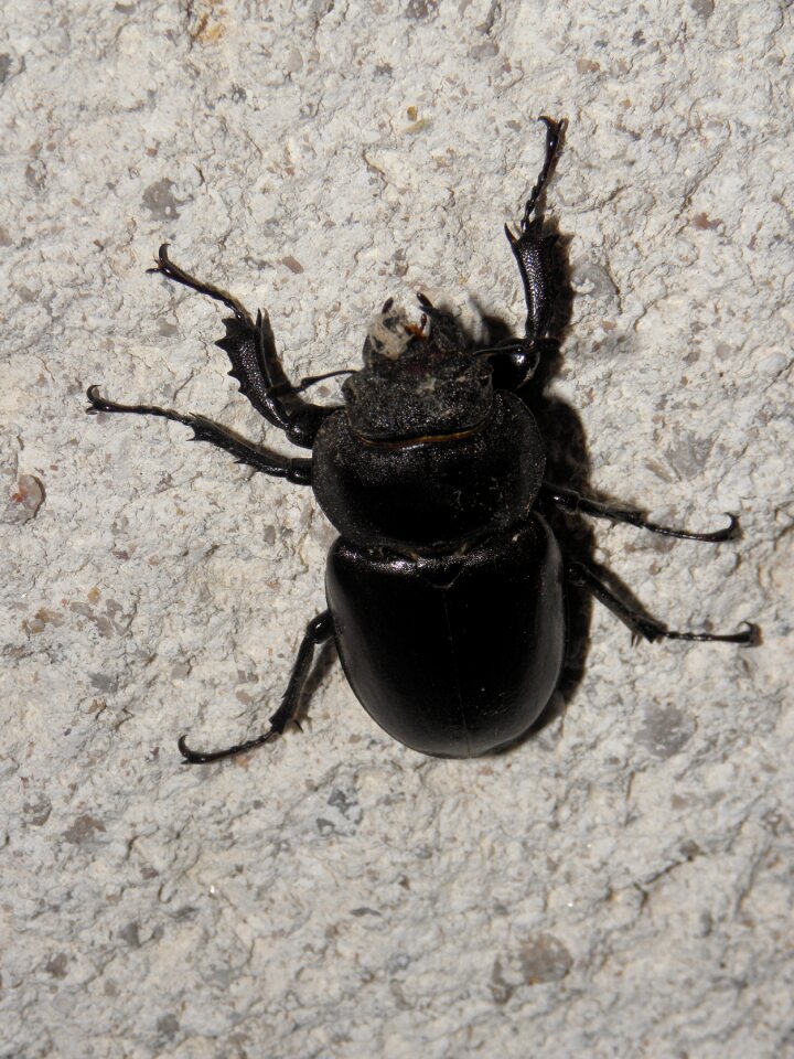 Insect roháč beetles