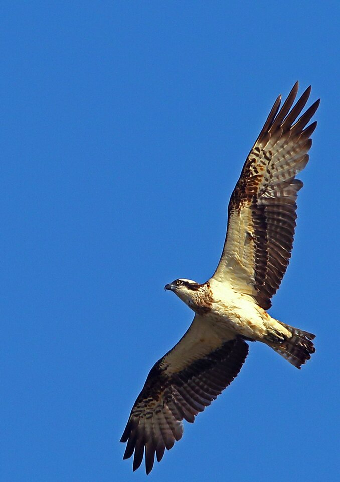 Ecology wings flight