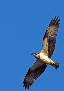 Ecology wings flight