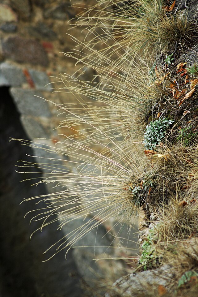 Dry grass halm autumn