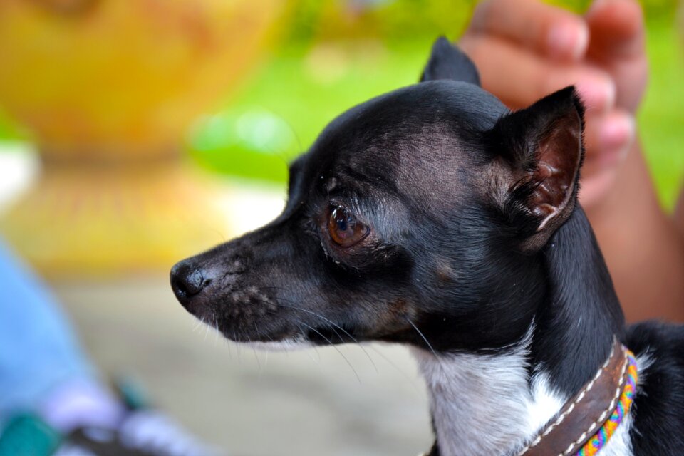 Pincher miniature domestic animal