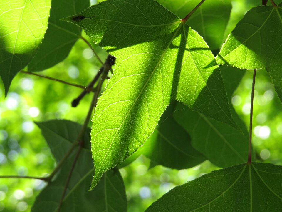 Leaf green sunshine