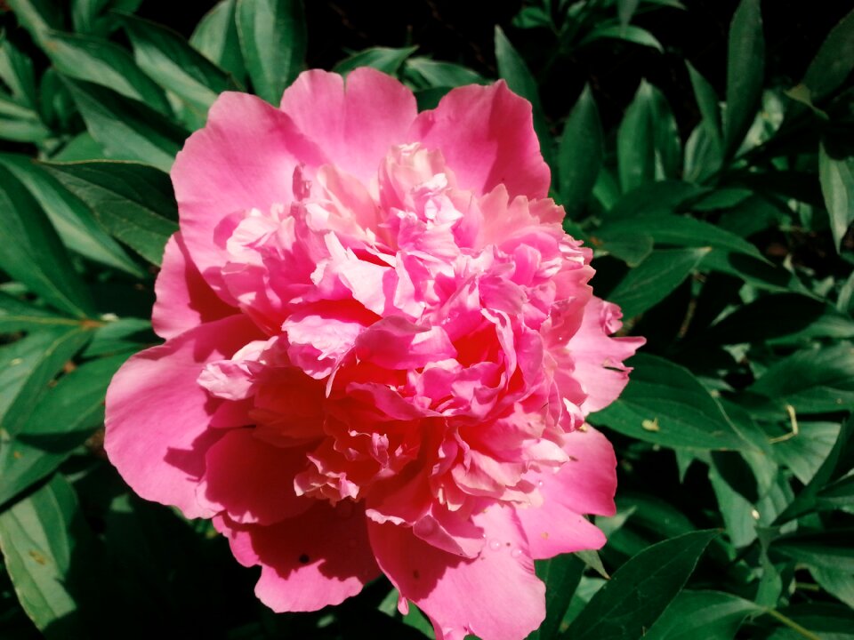 Petal vscocam garden