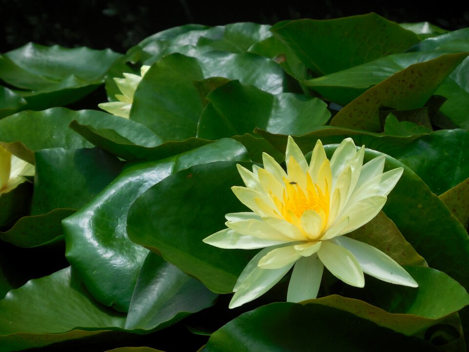 Flower yellow