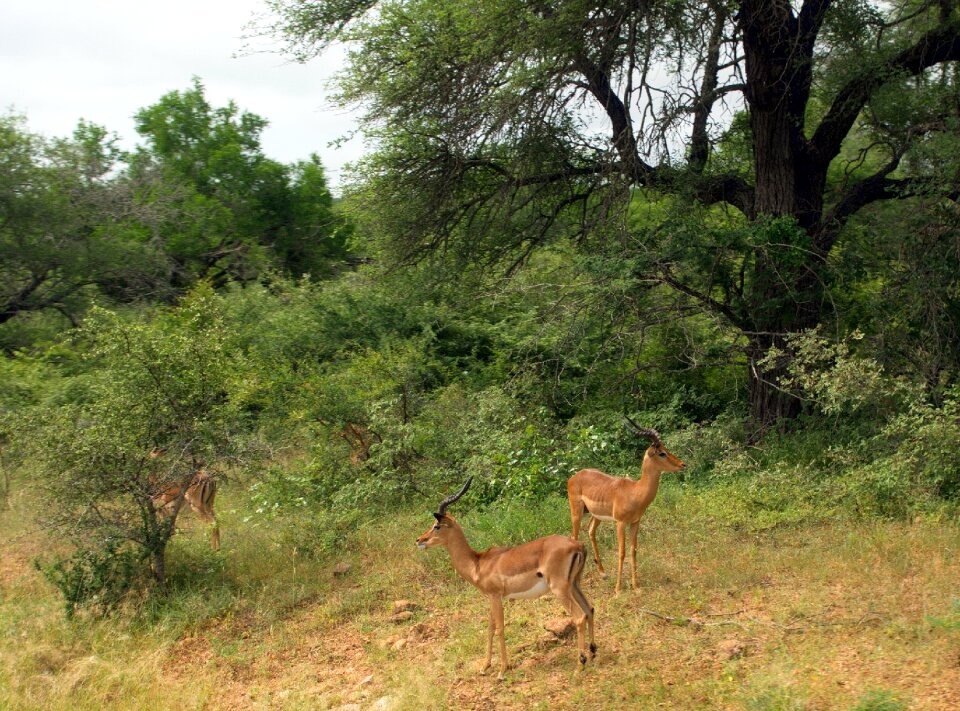 Antelopes wild safari