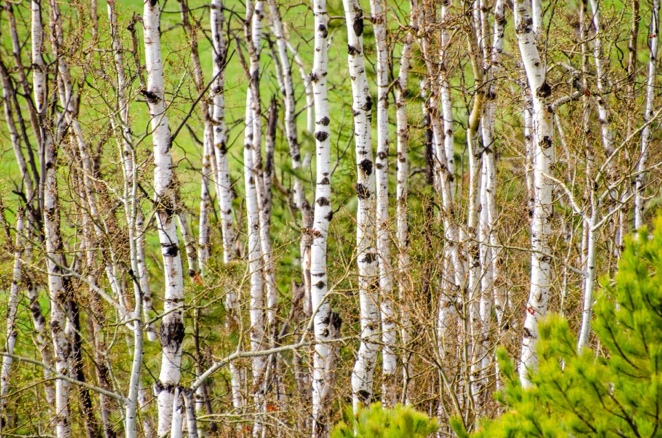 Texture nature tree