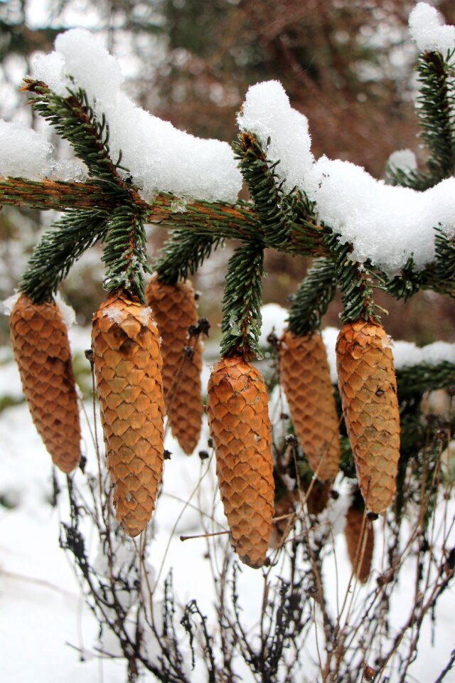 Christmas landscape needles tap