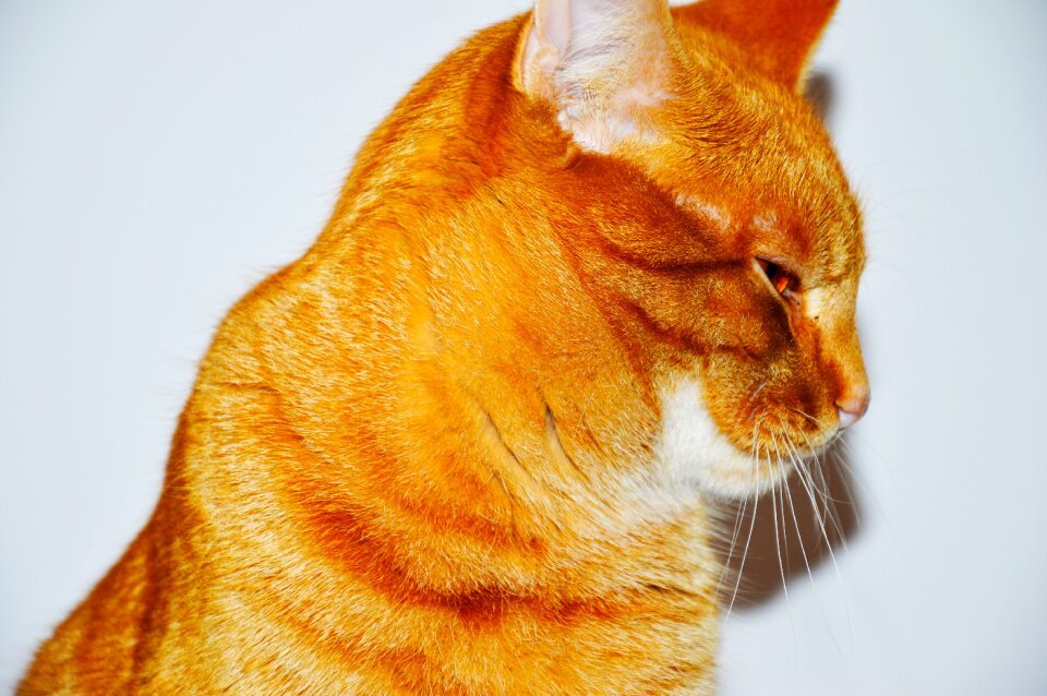 Red cat cat kitten