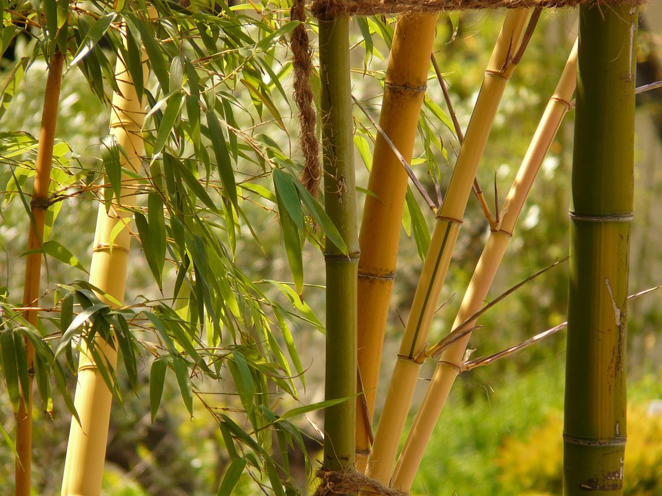 Aureocaulis plant wood