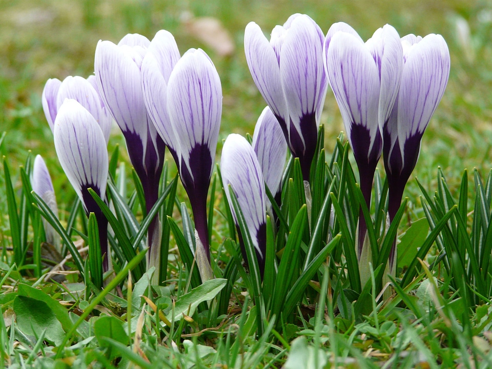Close up macro flowers