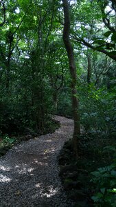 Forest road trail jeju