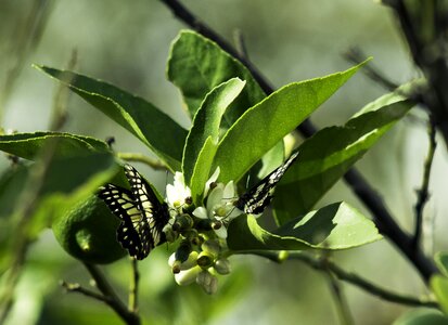 Garden wings nature