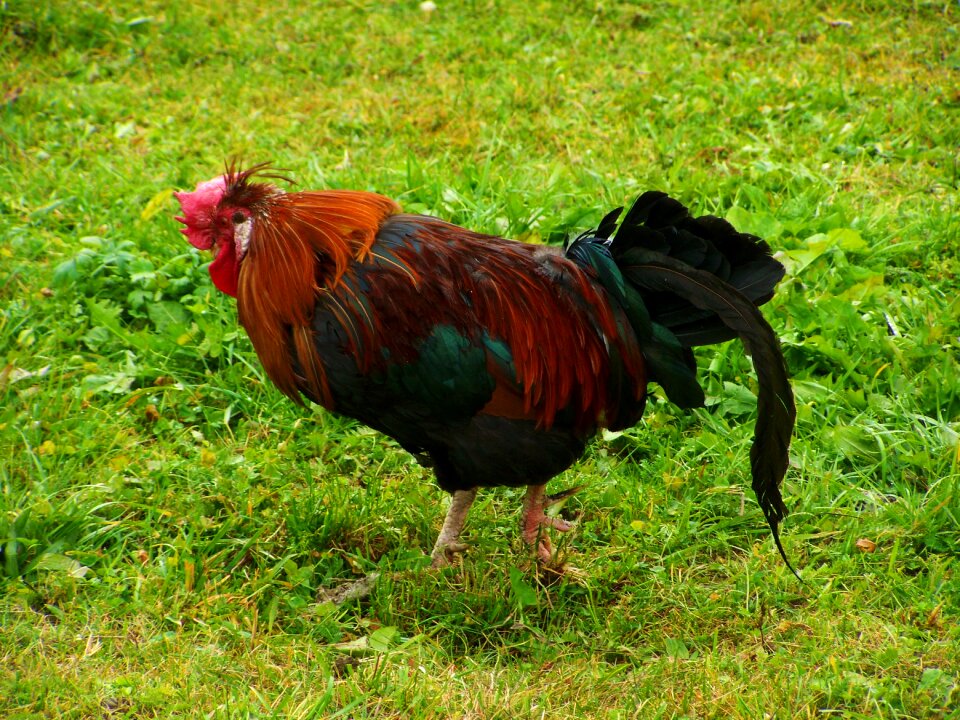 Cock color poultry