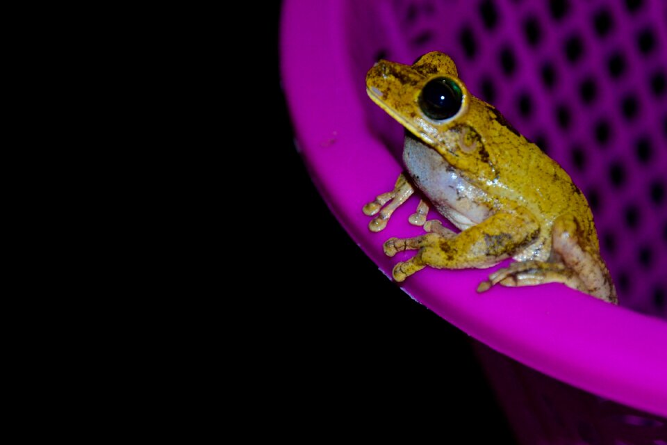 Frog amphibious animal