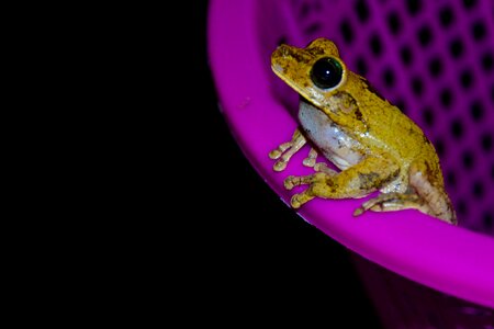 Frog amphibious animal photo