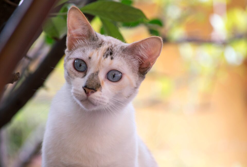 Pet blue eyes white skin