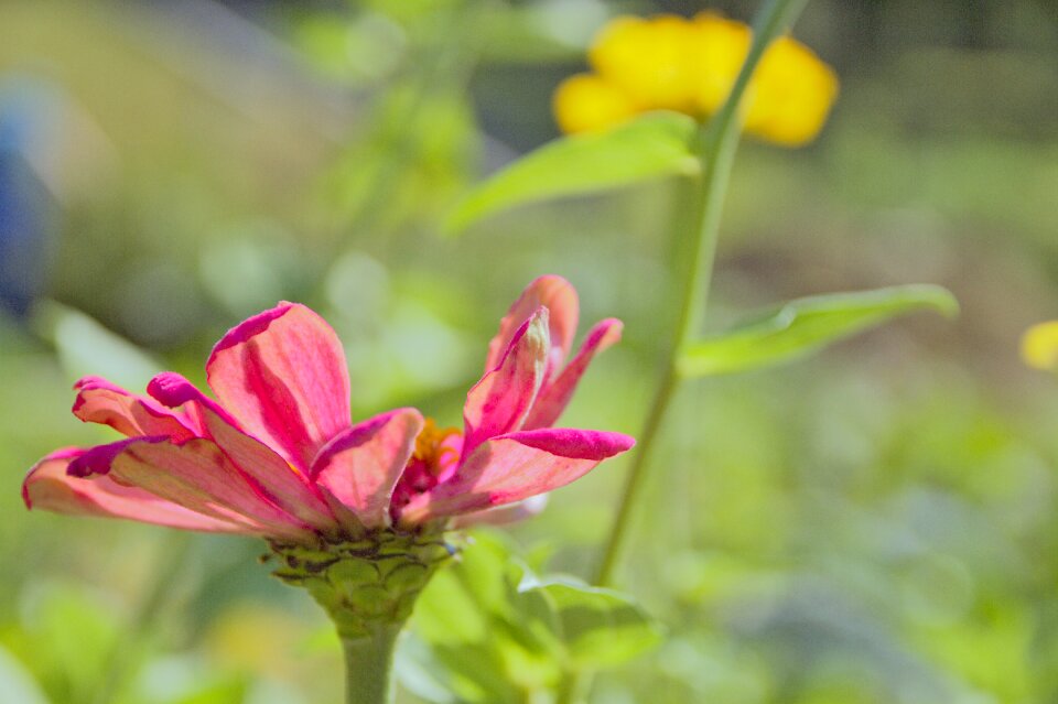 Nature petals summer