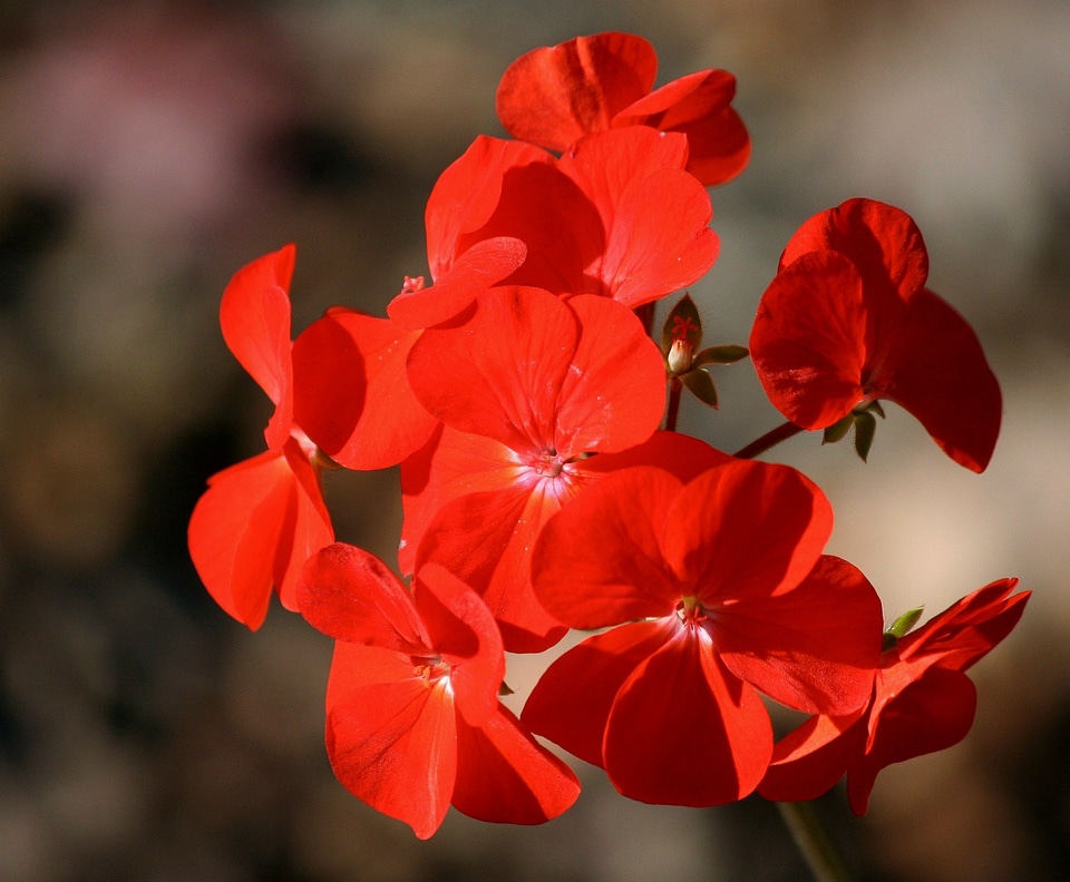Annual pelargonium blossom