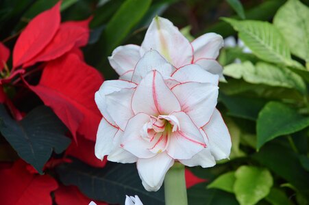 Garden nature poinsettia