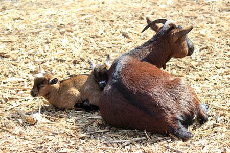 Cattle goat zoo photo