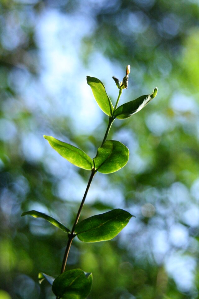 Branch nature green leaves