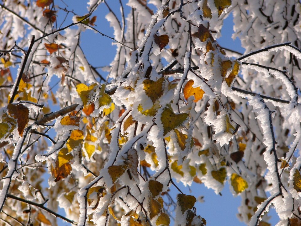 Snow ice winter magic