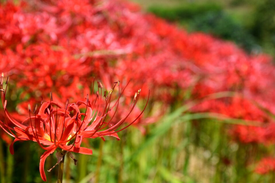 Landscape amaryllidaceae japan