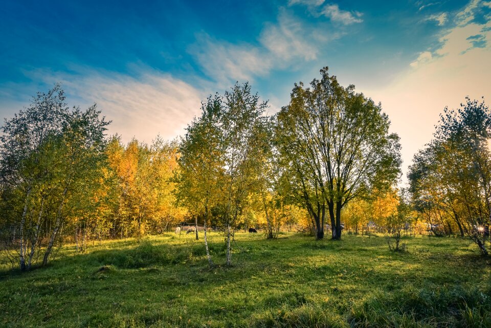 Forest agriculture field