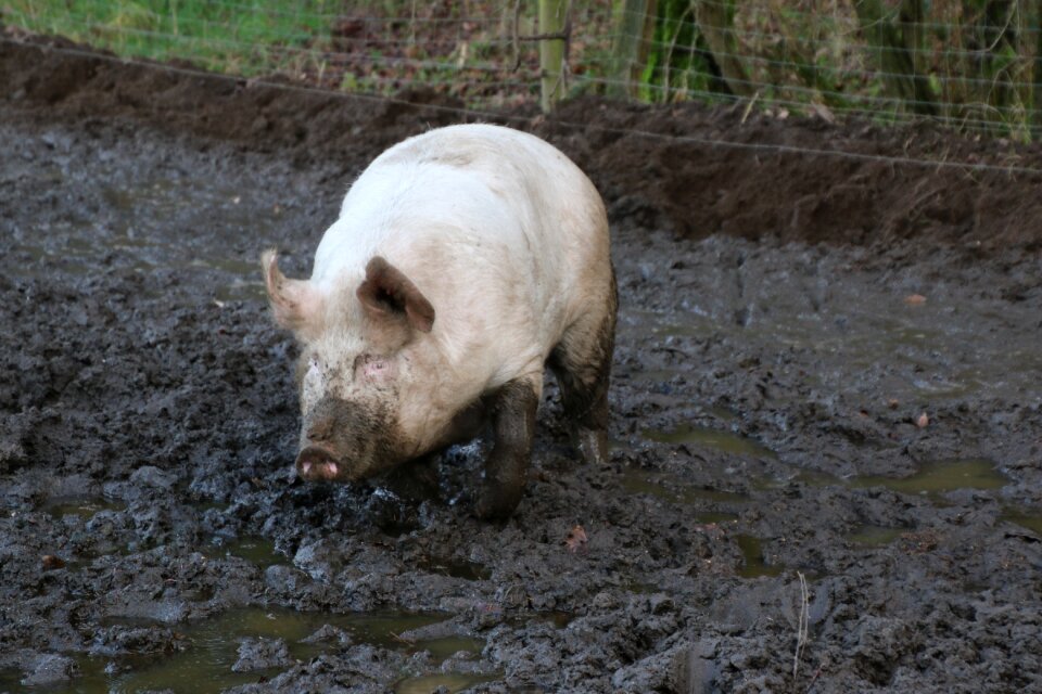 Dirt farm agriculture