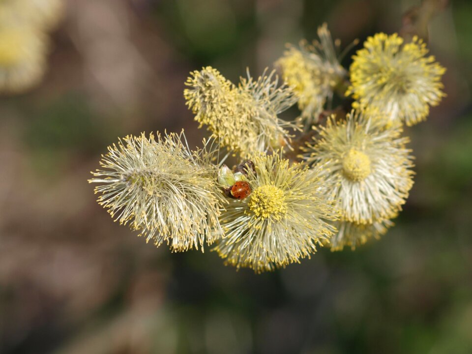 Willow catkin ladybug pollen