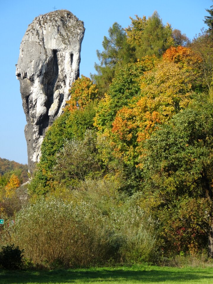 Tree the national park autumn