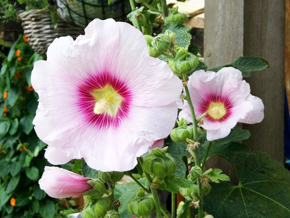 Garden pink bloom