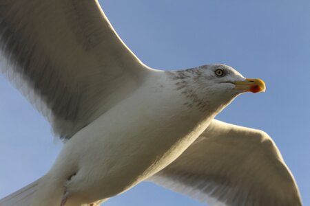 Bird flying baltic sea photo