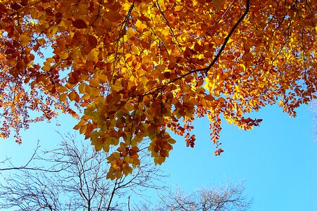 Sky autumn trees photo