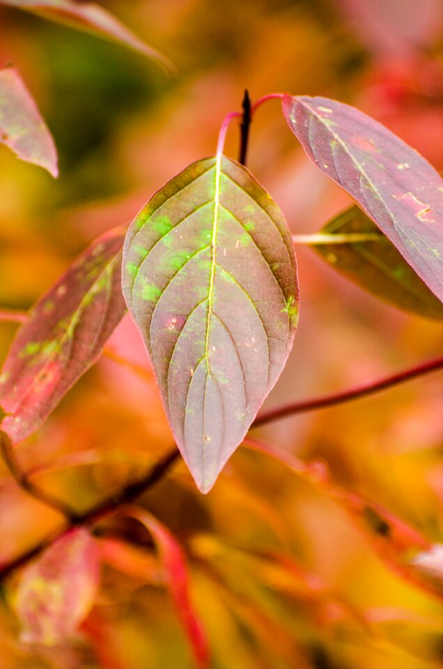 Autumn fall leaves red photo