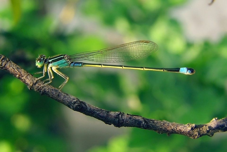 Female androchrome coloring wing