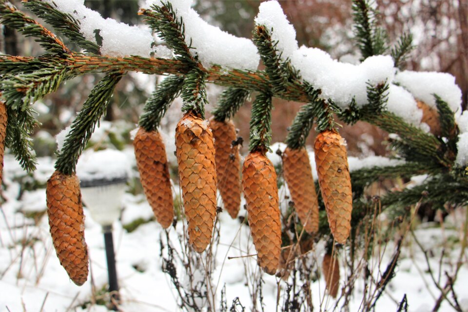 Christmas landscape needles tap
