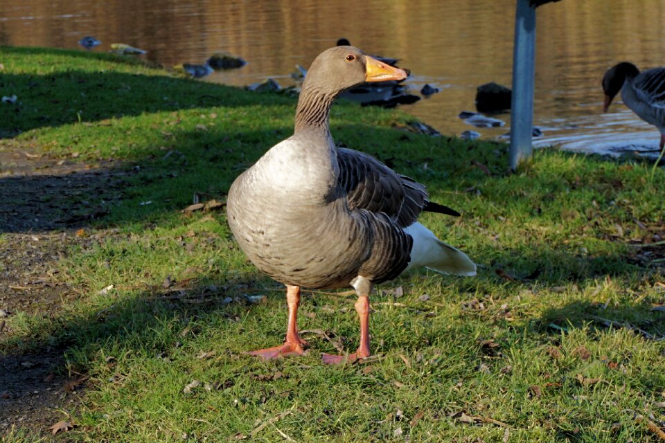 Wild goose nature water bird