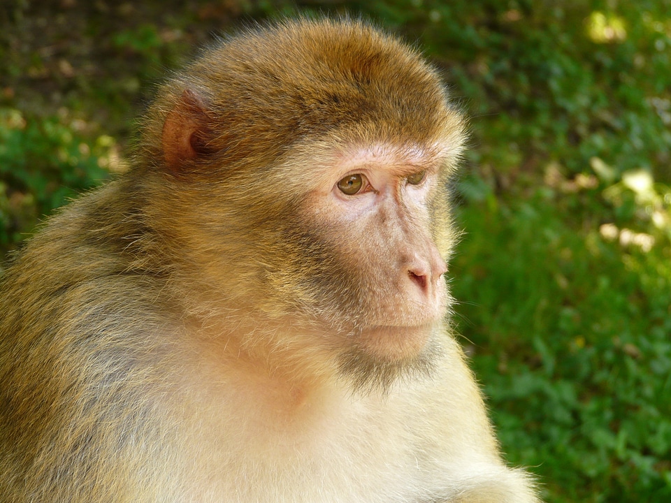 Salem barbary ape animal