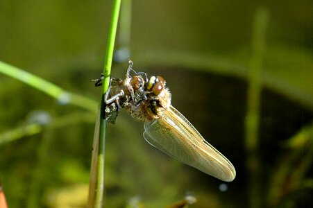 Garden pond dragonfly macro pond inhabitants