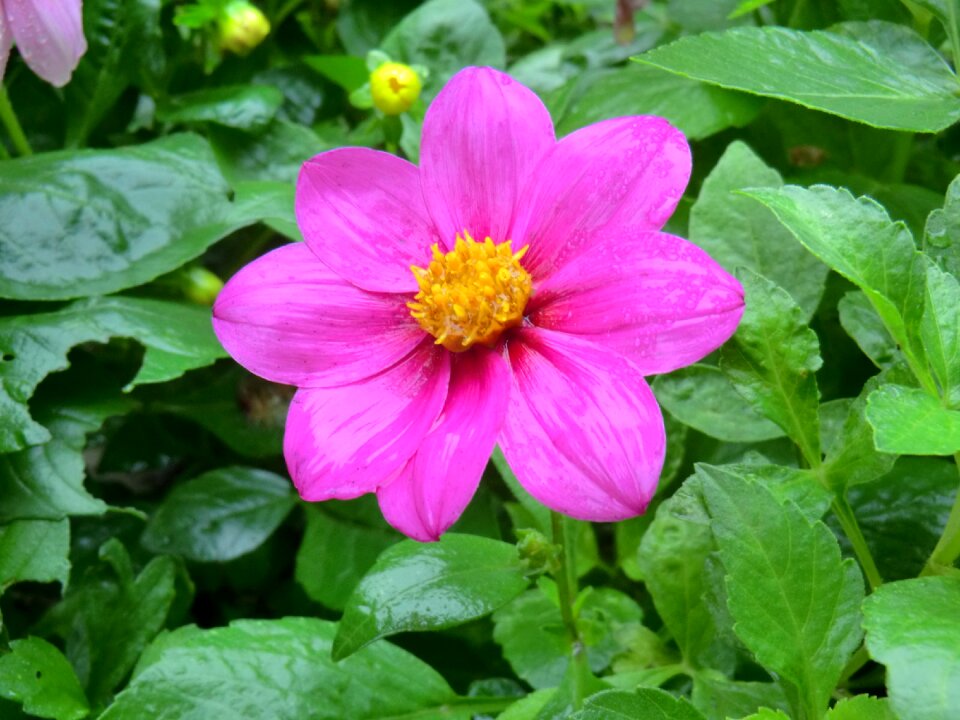 Flower garden pink flower