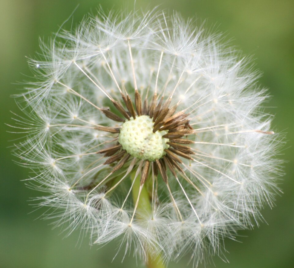 Dandelion nature fluff