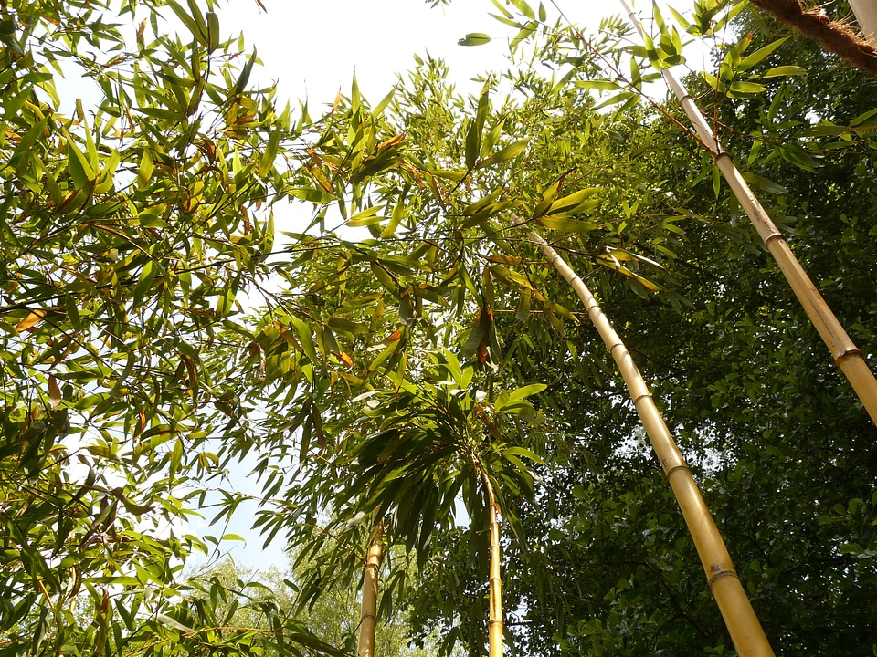 Aureocaulis plant wood