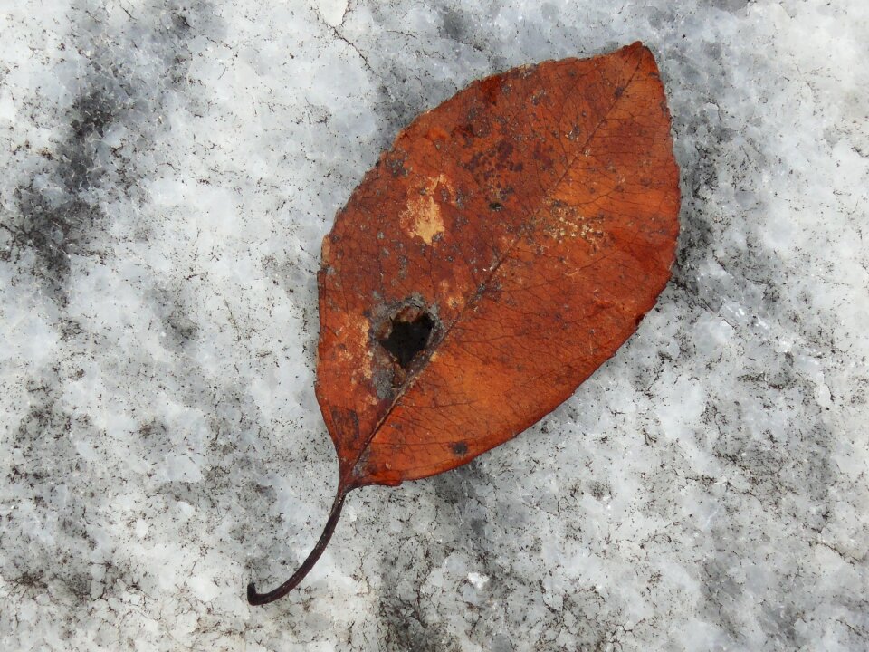 Still life autumn photo