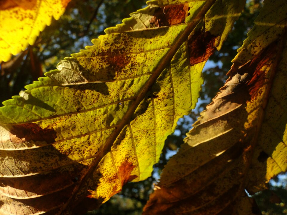 Leaves horse chestnut autumn