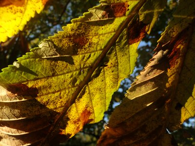 Leaves horse chestnut autumn