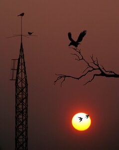 Birds antenna electricity photo