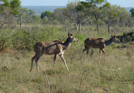 Tourism africa wilderness photo