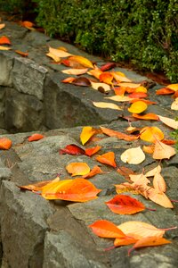 Autumn leaves yellow memory