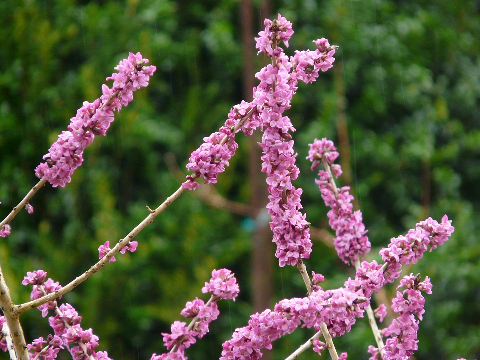 Plant flower blossom